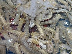 -紫荆广场·花漫里