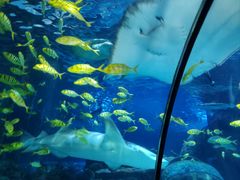 -太平洋海底世界