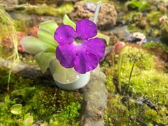 -国家植物园南园