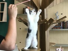-飞行喵MR PILOT|猫舍·猫咖(静安大融城店)