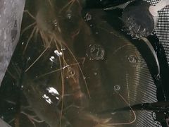 -DGE季风钓虾营地·团建·聚会