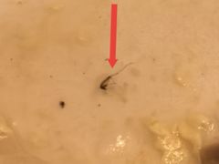 -玛格萝妮比萨屋(陆家浜路店)