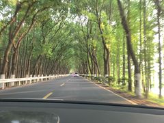 -上海海湾国家森林公园