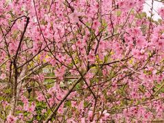 -南汇桃花村
