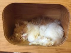-more than meow吴止猫主题餐厅(承德 中船汇店)