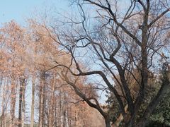 -上海共青森林公园