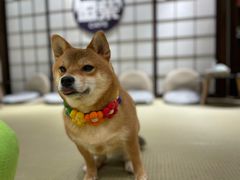 -逗柴咖啡屋·狗咖猫咖宠物桌游
