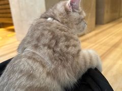-momokira米努特·德文卷毛猫·棉花面纱犬