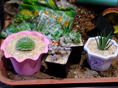 -中环花鸟鱼虫市场