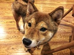 -柴务处·柴犬主题狗咖