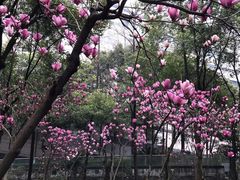 -重庆市江北嘴中央商务区中央公园