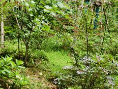 -上海佘山国家森林公园天马山园