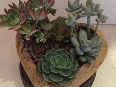 -杭州龙禧福朋喜来登酒店