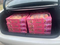 -南汇新场正宗水蜜桃采摘