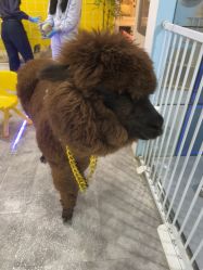 -神奇动物撸宠馆·羊驼·小浣熊·异宠(豫园店)