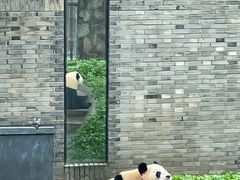-都江堰中华大熊猫苑