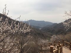 -大岭沟猕猴桃谷风景区