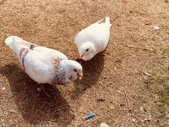 -玄武湖景区-情侣园游乐场