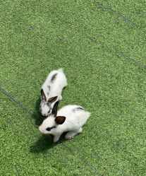 -萌宠亲子动物乐园(槐房万达店)