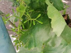 -万源龙顺度假庄园生态观光园