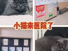 -瑞派新吉太郎宠物医院·重症转诊中心·泌尿道(嘉禾望岗院)