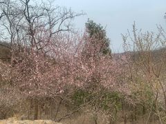 -北京西山国家森林公园