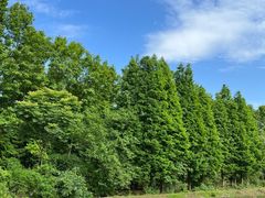 -桤木河湿地公园