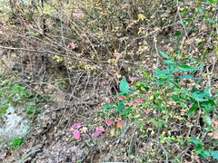 -终南山国家森林公园