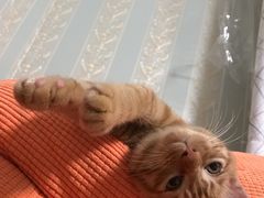 -纳吉亚猫专科动物医院博雅分院