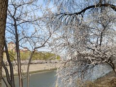 -桃花堤公园