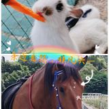 广州格林东庄|六一出游体验自然的风光[亲亲]