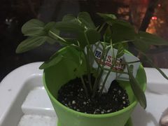 -斯坦星球AI编程·机器人科创·科学实验·信奥·思维·STEM·积木拼搭·竞赛考级(浦东联洋广场大拇指龙阳御桥中心)