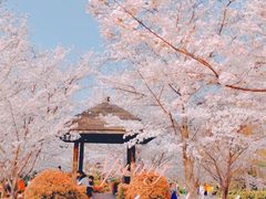 -顾村公园
