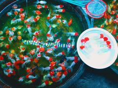 -中环花鸟鱼虫市场