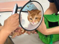 -乐琪宠物医院·犬猫专科·骨外科·急重症