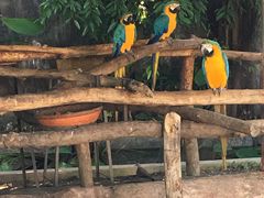 -清迈夜间动物园