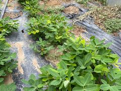 -庞各庄翠芳园西瓜蔬菜基地采摘园