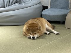 -逗柴咖啡屋·狗咖猫咖宠物桌游