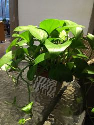 IMG_5849-木北造型