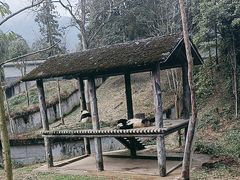 -中国大熊猫保护研究中心雅安碧峰峡基地