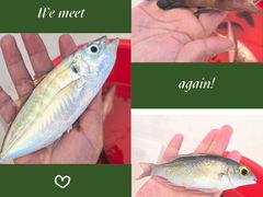 -小猫钓鱼海钓俱乐部(椰梦长廊店)