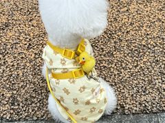 -帕帕拉兹宠物(亚洲旗舰店)