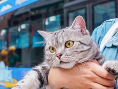 -帕帕拉兹宠物(亚洲旗舰店)