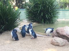 -费瑟代尔野生动物园