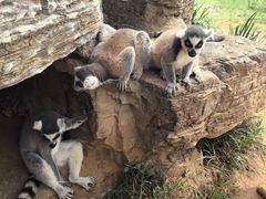 -秦皇岛野生动物园