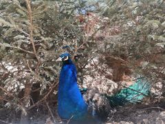 -青藏高原野生动物园