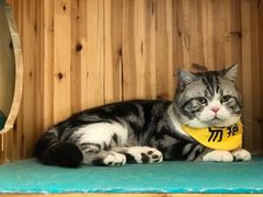 -猫在这儿猫咪咖啡馆·撸猫馆