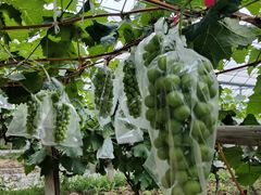 -马陆小张葡萄园农家乐