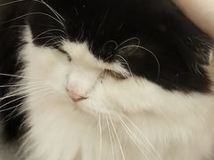-楼上猫咖(罗湖店)