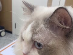 -瑞派康怡24h宠物医院·犬猫医疗中心·微创绝育(瑞景分院)